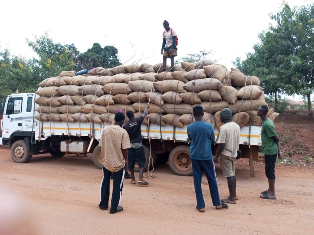The New Cashew Buying Season Is Open