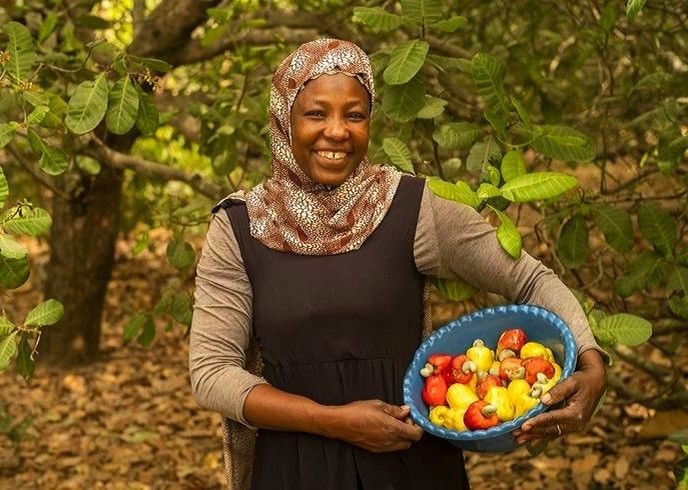 A farmer with freshly picked cashew apples